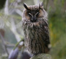 Long-eared Owl
